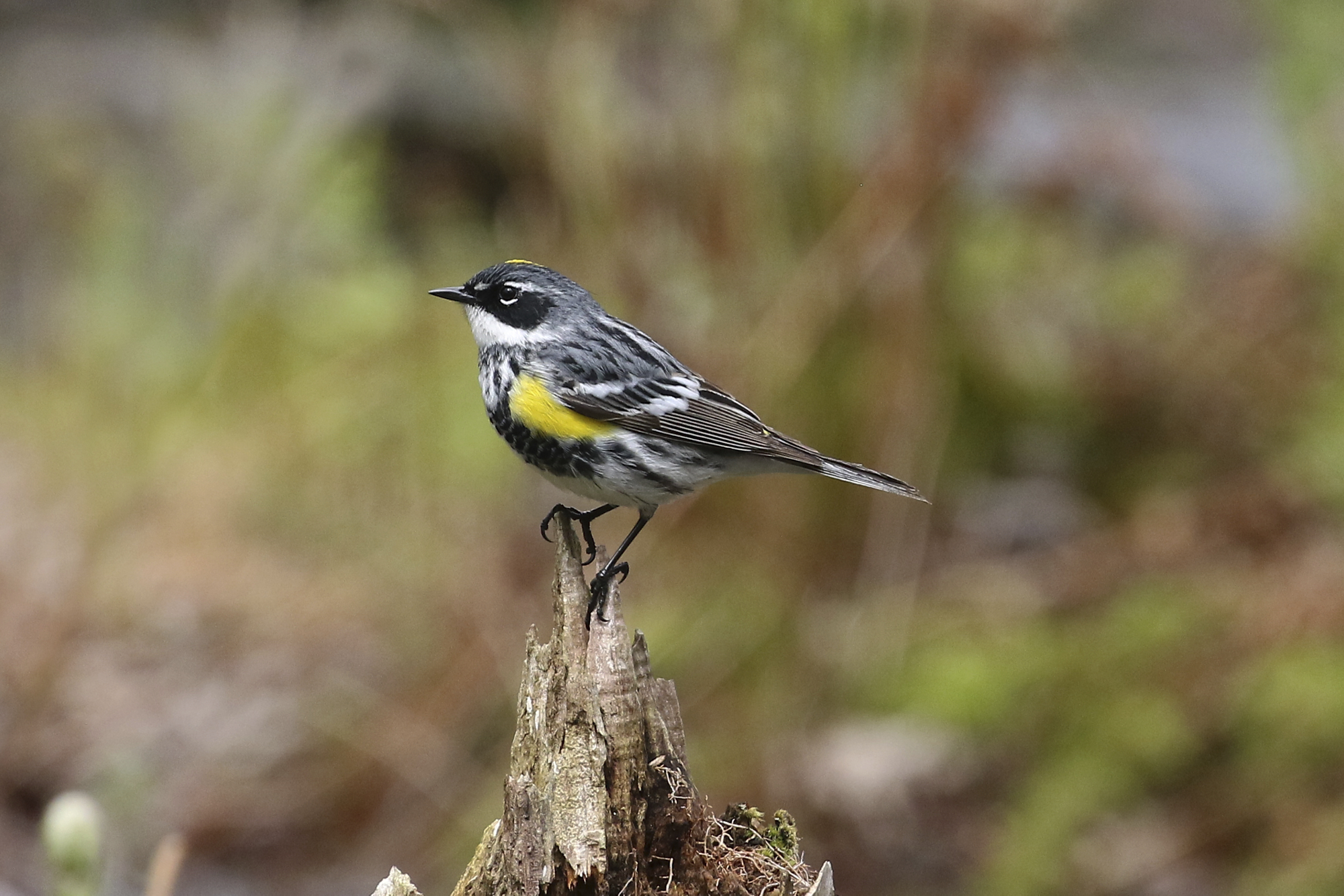 Spring at Long Point, Ontario. Part 1- Warblers – PERDIX BIRDER2000 x 1334
