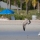 1st cylce American Herring Gulls, Miami