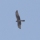 07/05/24 Wood Warbler, Red-Rumped Swallow AND a Slim Winged Harrier